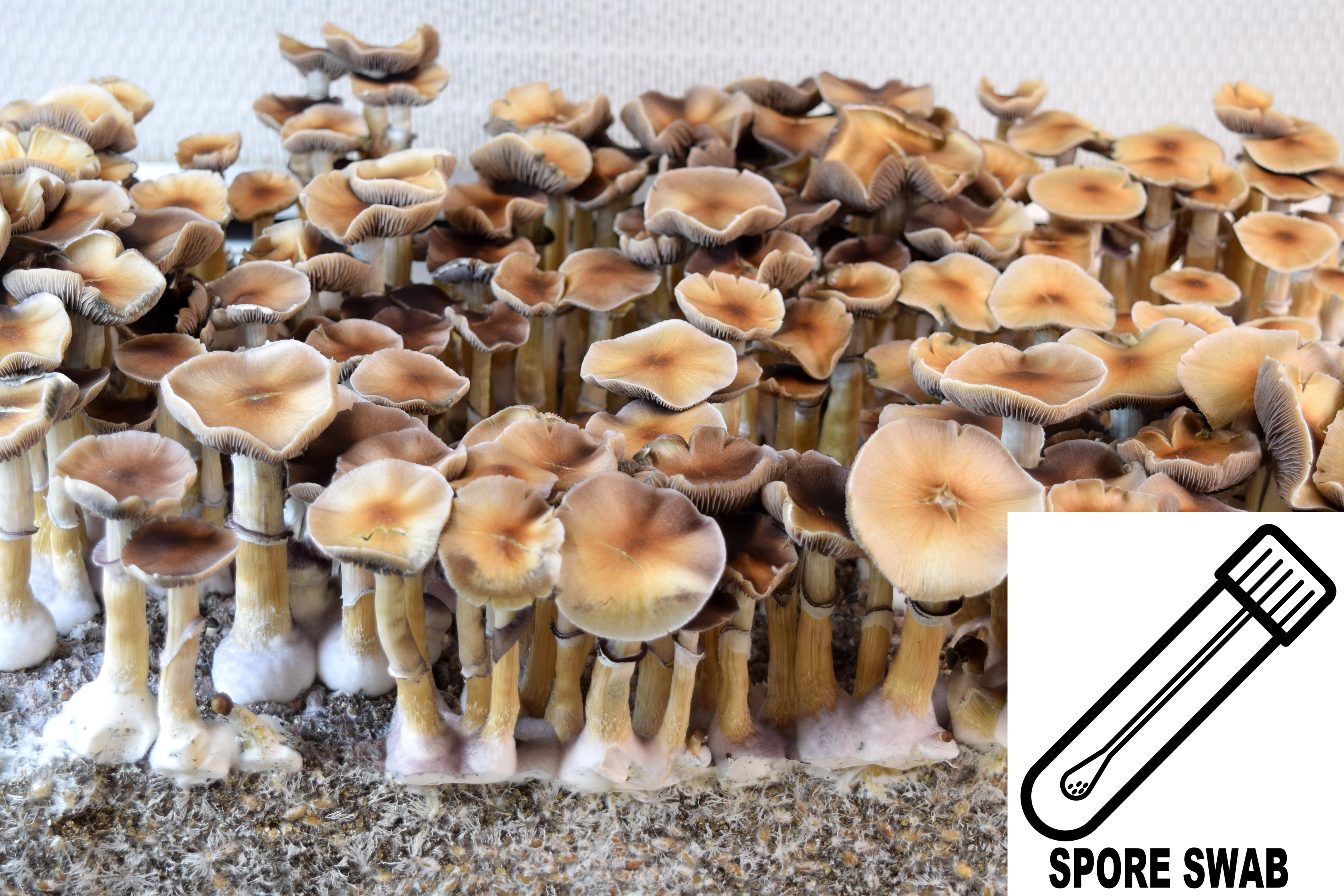 Psilocybe cubensis : Oak Ridge Spore Swab